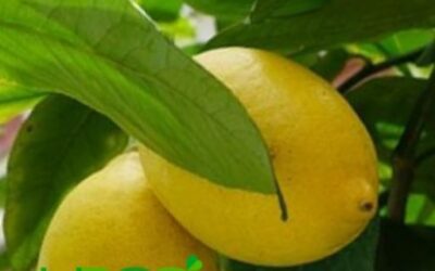 Blog de salud 10 El poder de los cítricos en ayunas – cómo te ayudan