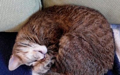 Blog de salud 17 Dormir bien para que tu piel luzca joven