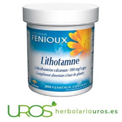 Litotamo (lithotame o litotame) de Fenioux tu ayuda articular Litotamo (Lithotame) de Fenioux - remedio articular natural Lithotamo Fenioux - Lithotamne de laboratorios naturales Fenioux para tus articulaciones