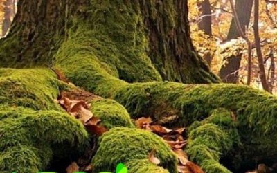 Blog de salud 12 Adaptógeno ¿Qué significa adaptógeno? ¿Qué es un adaptógeno?