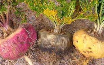Blog de salud 9 Plantas adaptógenas y sus propiedades