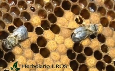 Blog de salud 10 Propolis: Propóleo y sus propiedades