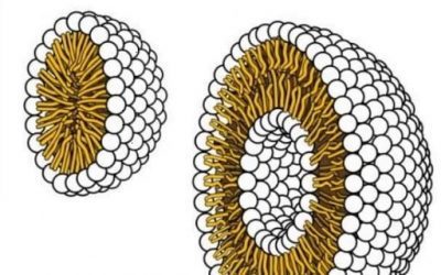 Blog de salud 19 Fosfolípidos ¿Qué significa fosfolípido?