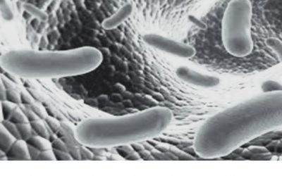 Blog de salud 17 Gasseri: Lactobacillus Gasseri