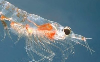 Blog de salud 2 ¿Qué es el Krill? Aceite de Krill y sus propiedades
