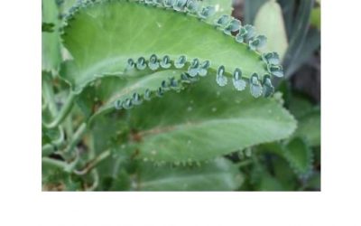 Blog de salud 10 Kalanchoe – propiedades y beneficios