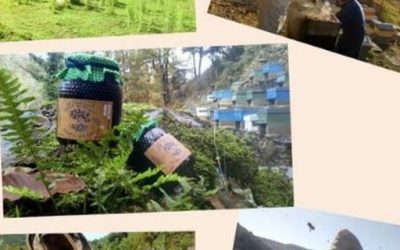 Blog de salud 5 La mejor miel de bosque de España