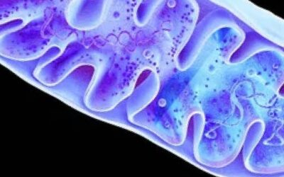 Blog de salud 2 ATP: tu aporte de energía – ¿Qué es el ATP y para qué sirve ?