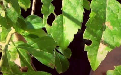 Blog de salud 18 Serrapeptasa: Propiedades de la enzima de serrapeptasa