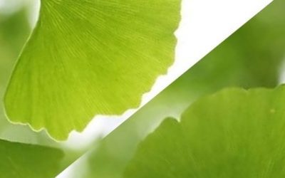 Blog de salud 3 Ginkgo biloba ¿Para qué sirve? Descubre todos sus beneficios