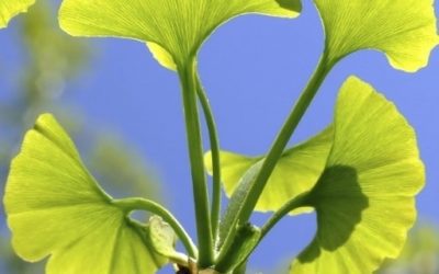 Blog de salud 2 Ginkgo propiedades