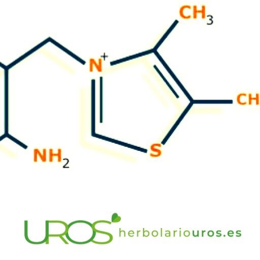 Falta de vitamina B12 y los remedios nautrales  ¿Cómo evitar la falta de vitamina B12?
