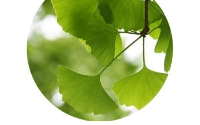 Blog de salud 15 Alimentos para mejorar tu memoria