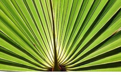Blog de salud 11 Saw palmeto propiedades: Beneficios de palmera Serenoa Repens