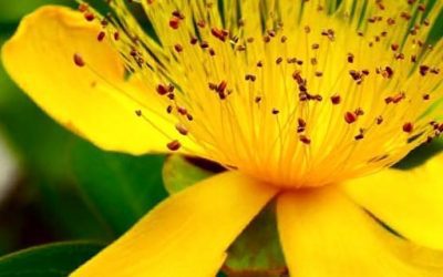 Blog de salud 7 Hipérico para qué sirve – descubre sus propiedades