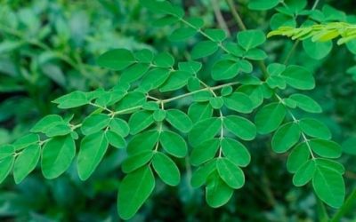 Blog de salud 9 Moringa: Que propiedades tiene y para qué sirve