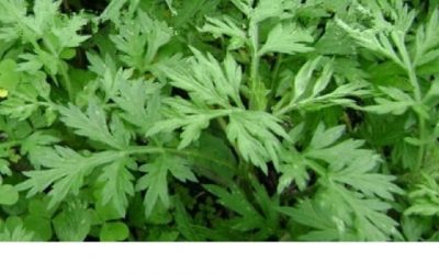 Blog de salud 10 Artemisa propiedades: Descubre sus beneficios