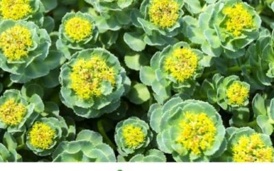 Blog de salud 19 ¿Para qué sirve la Rhodiola? Descubre sus propiedades