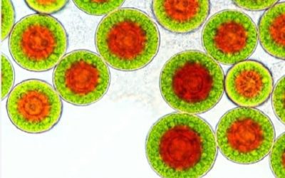 Astaxantina testimonios – beneficios de tomar astaxantina