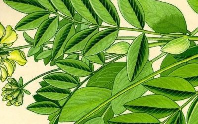 Astrágalo propiedades y contraindicaciones