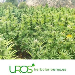 Flor de cañamo Las propiedades y beneficios de flores de cañamo  Aprende sobre las ventajas de cañamo, THC y CBD