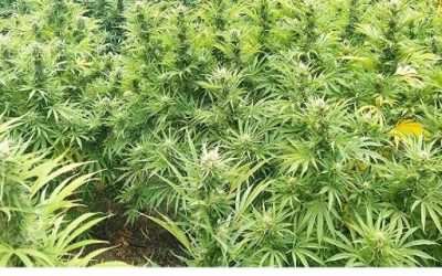 Flor de cáñamo: Descubre sus propiedades y beneficios