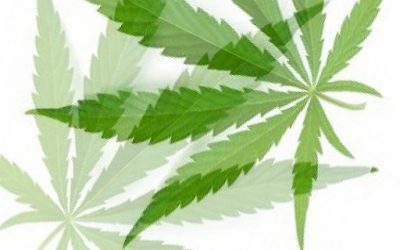 ¿Es legal el CBD en España?