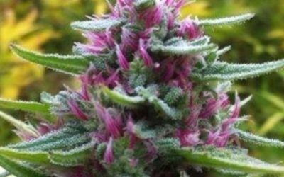 ¿CBD qué es? El CBD: propiedades del cannabidiol