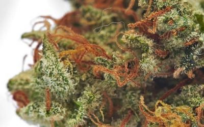 CBG qué es y para qué sirve: Diferencias entre el CBG y CBD
