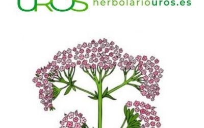 Valeriana en cápsulas: Propiedades y beneficios en tu relax