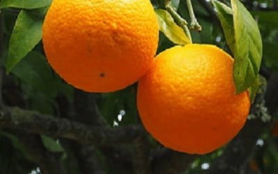 ¿Cuál es la mejor forma de vitamina C?