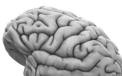 Remedios naturales para tu cerebro y tu memoria