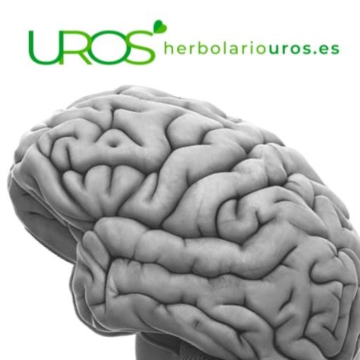 Remedios naturales para el cerebro y la memoria