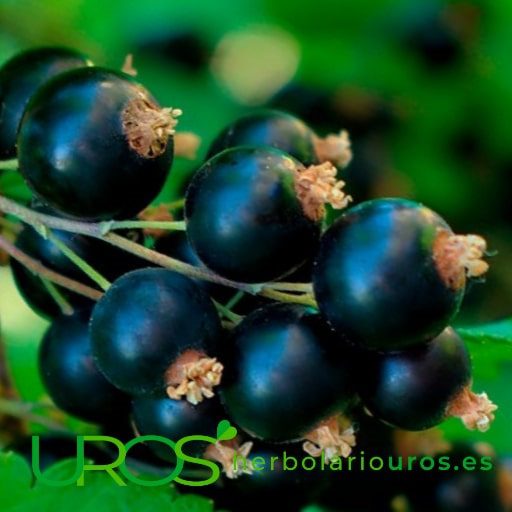 Todo sobre el grosellero negro (Ribes Nigrum) El grosellero negro (Ribes Nigrum) y sus beneficios para tu salud Las propiedades de esta planta: te ayuda especialmente en alergias y sus síntomas y para tu sistema inmune y respiratorio