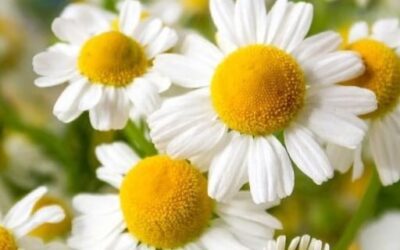 Manzanilla y sus beneficios – descúbrelos