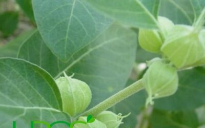 Ashwagandha beneficios y propiedades – descúbrelos