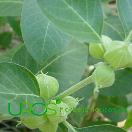 Ashwagandha beneficios y propiedades Descubre lo que esta planta adaptógena puede hacer por tu salud Descubre los beneficios de la planta de Withania somnifera para mejorar tu salud 