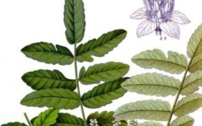 Boswellia propiedades: Alivia tu dolor e inflamación