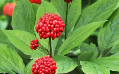 Ginseng propiedades – descubre los beneficios de Ginseng