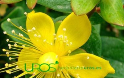 Hipérico propiedades – beneficios y propiedades de hipérico
