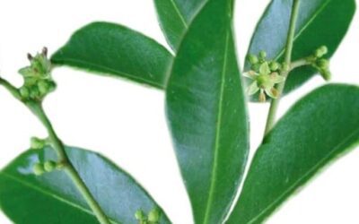 Blog de salud 18 Ciruelo africano para qué sirve: Beneficios de Pygeum africanum