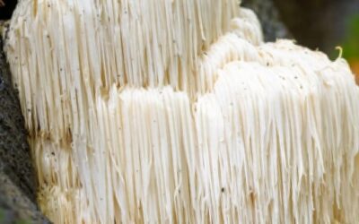 ¿Qué es el Lion’s Mane? La melena de león