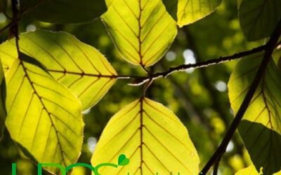 Blog de salud 15 Beneficios de dejar de fumar – descúbrelos