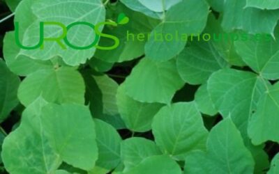 Blog de salud 14 Kudzu propiedades – ¿Qué es el kudzu y para qué sirve?