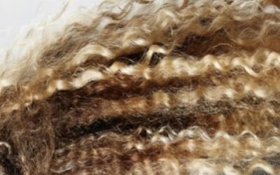 Blog de salud 9 Tepezcohuite propiedades y beneficios para tu pelo y tu piel