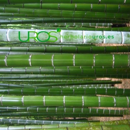 Bambú: propiedades, beneficios y valor nutricional Para tus articulaciones, para tu piel y tu energía Los beneficios de esta planta para tu salud son muchos - descubre todas sus propiedades 