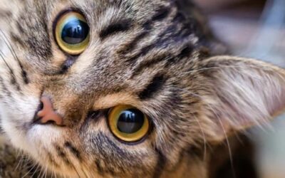 Blog de salud 8 Degeneración macular remedio casero